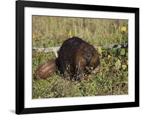 Captive Beaver (Castor Canadensis), Minnesota Wildlife Connection, Sandstone, Minnesota, USA-James Hager-Framed Photographic Print