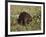 Captive Beaver (Castor Canadensis), Minnesota Wildlife Connection, Sandstone, Minnesota, USA-James Hager-Framed Photographic Print