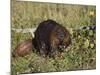 Captive Beaver (Castor Canadensis), Minnesota Wildlife Connection, Sandstone, Minnesota, USA-James Hager-Mounted Photographic Print