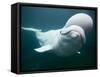 Captive Beluga Whale Swimming at the Mystic Aquarium, Mystic, Connecticut, Usa-Paul Souders-Framed Stretched Canvas