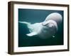 Captive Beluga Whale Swimming at the Mystic Aquarium, Mystic, Connecticut, Usa-Paul Souders-Framed Photographic Print