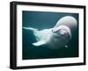 Captive Beluga Whale Swimming at the Mystic Aquarium, Mystic, Connecticut, Usa-Paul Souders-Framed Photographic Print