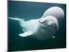 Captive Beluga Whale Swimming at the Mystic Aquarium, Mystic, Connecticut, Usa-Paul Souders-Mounted Photographic Print