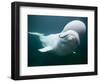 Captive Beluga Whale Swimming at the Mystic Aquarium, Mystic, Connecticut, Usa-Paul Souders-Framed Photographic Print