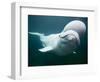 Captive Beluga Whale Swimming at the Mystic Aquarium, Mystic, Connecticut, Usa-Paul Souders-Framed Photographic Print