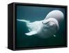 Captive Beluga Whale Swimming at the Mystic Aquarium, Mystic, Connecticut, Usa-Paul Souders-Framed Stretched Canvas