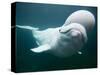 Captive Beluga Whale Swimming at the Mystic Aquarium, Mystic, Connecticut, Usa-Paul Souders-Stretched Canvas