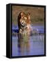 Captive Bengal Tiger, India-Stuart Westmorland-Framed Stretched Canvas