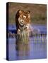 Captive Bengal Tiger, India-Stuart Westmorland-Stretched Canvas