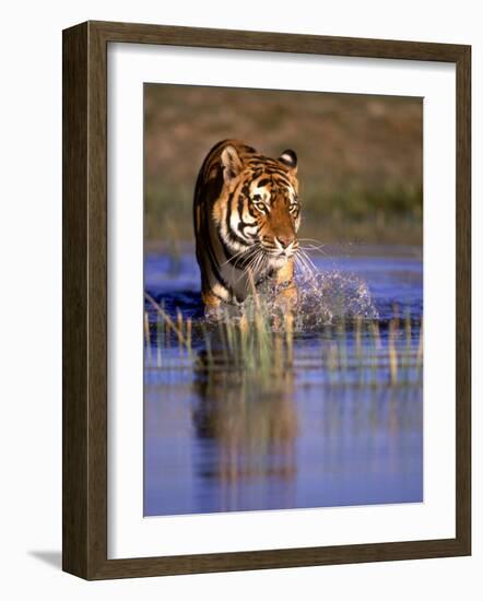 Captive Bengal Tiger, India-Stuart Westmorland-Framed Photographic Print