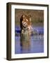 Captive Bengal Tiger, India-Stuart Westmorland-Framed Photographic Print