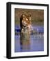 Captive Bengal Tiger, India-Stuart Westmorland-Framed Photographic Print