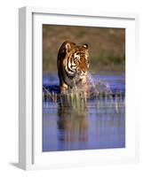 Captive Bengal Tiger, India-Stuart Westmorland-Framed Photographic Print