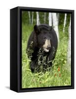 Captive Black Bear (Ursus Americanus), Sandstone, Minnesota-James Hager-Framed Stretched Canvas