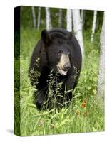 Captive Black Bear (Ursus Americanus), Sandstone, Minnesota-James Hager-Stretched Canvas