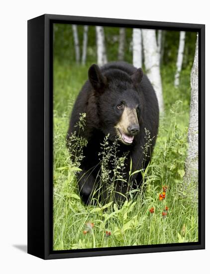 Captive Black Bear (Ursus Americanus), Sandstone, Minnesota-James Hager-Framed Stretched Canvas