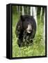 Captive Black Bear (Ursus Americanus), Sandstone, Minnesota-James Hager-Framed Stretched Canvas