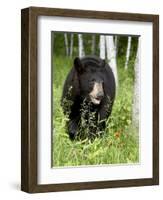 Captive Black Bear (Ursus Americanus), Sandstone, Minnesota-James Hager-Framed Photographic Print