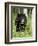 Captive Black Bear (Ursus Americanus), Sandstone, Minnesota-James Hager-Framed Photographic Print