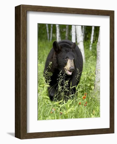 Captive Black Bear (Ursus Americanus), Sandstone, Minnesota-James Hager-Framed Photographic Print