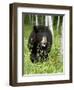 Captive Black Bear (Ursus Americanus), Sandstone, Minnesota-James Hager-Framed Photographic Print