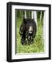 Captive Black Bear (Ursus Americanus), Sandstone, Minnesota-James Hager-Framed Photographic Print