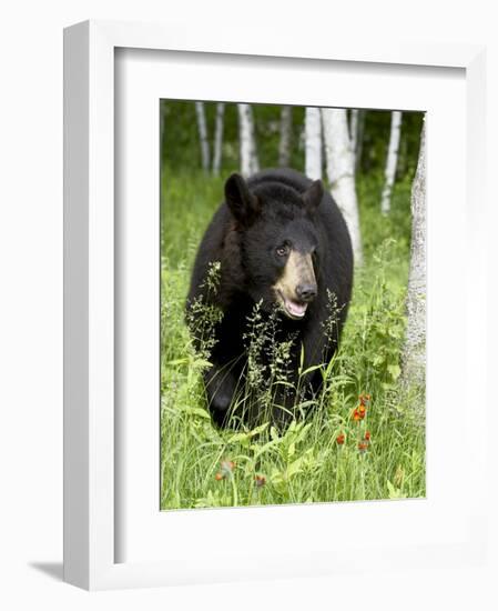 Captive Black Bear (Ursus Americanus), Sandstone, Minnesota-James Hager-Framed Photographic Print