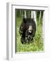 Captive Black Bear (Ursus Americanus), Sandstone, Minnesota-James Hager-Framed Photographic Print