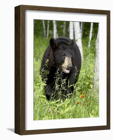 Captive Black Bear (Ursus Americanus), Sandstone, Minnesota-James Hager-Framed Photographic Print