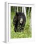 Captive Black Bear (Ursus Americanus), Sandstone, Minnesota-James Hager-Framed Photographic Print