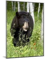 Captive Black Bear (Ursus Americanus), Sandstone, Minnesota-James Hager-Mounted Photographic Print