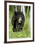 Captive Black Bear (Ursus Americanus), Sandstone, Minnesota-James Hager-Framed Photographic Print