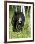 Captive Black Bear (Ursus Americanus), Sandstone, Minnesota-James Hager-Framed Photographic Print