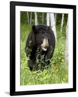 Captive Black Bear (Ursus Americanus), Sandstone, Minnesota-James Hager-Framed Photographic Print