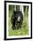 Captive Black Bear (Ursus Americanus), Sandstone, Minnesota-James Hager-Framed Photographic Print