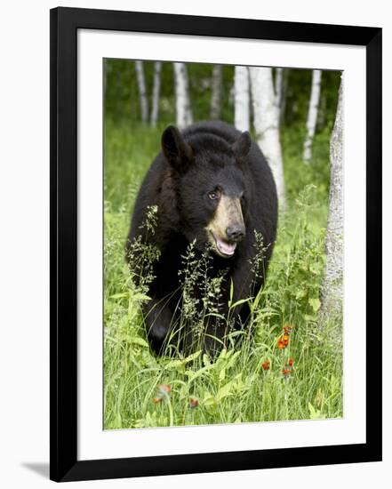 Captive Black Bear (Ursus Americanus), Sandstone, Minnesota-James Hager-Framed Photographic Print