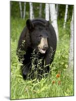 Captive Black Bear (Ursus Americanus), Sandstone, Minnesota-James Hager-Mounted Photographic Print