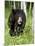 Captive Black Bear (Ursus Americanus), Sandstone, Minnesota-James Hager-Mounted Photographic Print