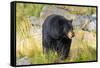 Captive black bear (Ursus americanus) Wildlife Conservation Center, Girlwood-Jan Miracky-Framed Stretched Canvas