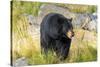 Captive black bear (Ursus americanus) Wildlife Conservation Center, Girlwood-Jan Miracky-Stretched Canvas