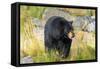 Captive black bear (Ursus americanus) Wildlife Conservation Center, Girlwood-Jan Miracky-Framed Stretched Canvas