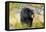 Captive black bear (Ursus americanus) Wildlife Conservation Center, Girlwood-Jan Miracky-Framed Stretched Canvas