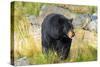 Captive black bear (Ursus americanus) Wildlife Conservation Center, Girlwood-Jan Miracky-Stretched Canvas