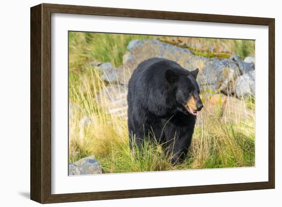 Captive black bear (Ursus americanus) Wildlife Conservation Center, Girlwood-Jan Miracky-Framed Photographic Print