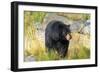 Captive black bear (Ursus americanus) Wildlife Conservation Center, Girlwood-Jan Miracky-Framed Photographic Print