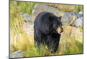 Captive black bear (Ursus americanus) Wildlife Conservation Center, Girlwood-Jan Miracky-Mounted Photographic Print