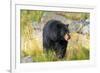 Captive black bear (Ursus americanus) Wildlife Conservation Center, Girlwood-Jan Miracky-Framed Photographic Print