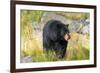 Captive black bear (Ursus americanus) Wildlife Conservation Center, Girlwood-Jan Miracky-Framed Photographic Print