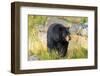 Captive black bear (Ursus americanus) Wildlife Conservation Center, Girlwood-Jan Miracky-Framed Photographic Print