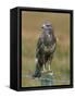 Captive Buzzard (Buteo Buteo), United Kingdom-Steve & Ann Toon-Framed Stretched Canvas